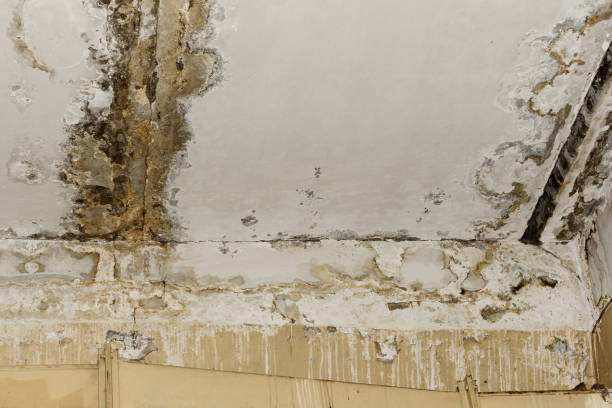 Trusted Lead, SD Mold Prevention & Removal  Experts