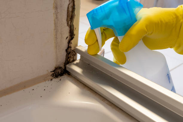 Why You Should Choose Our Mold Remediation Services in Lead, SD